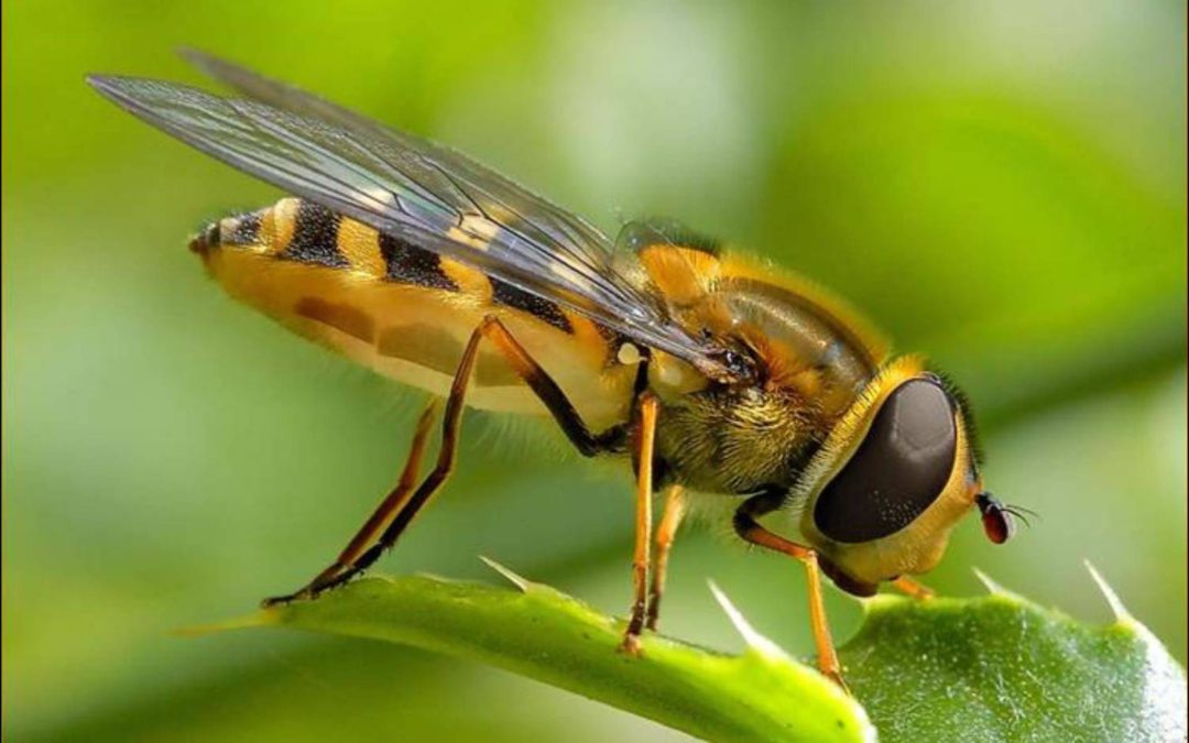 Bzzzzz